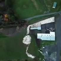 Daniel Arenson - A drone's-eye view of a border collie herding sheep. | Facebook