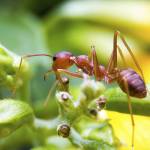Ants Control Brisbane Profile Picture
