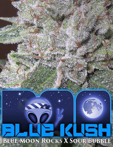 BOG Seeds - Blue Kush » Seeds Here Now