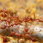 Ants Control Brisbane Profile Picture