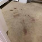 Professional Carpet Cleaning Perth Profile Picture