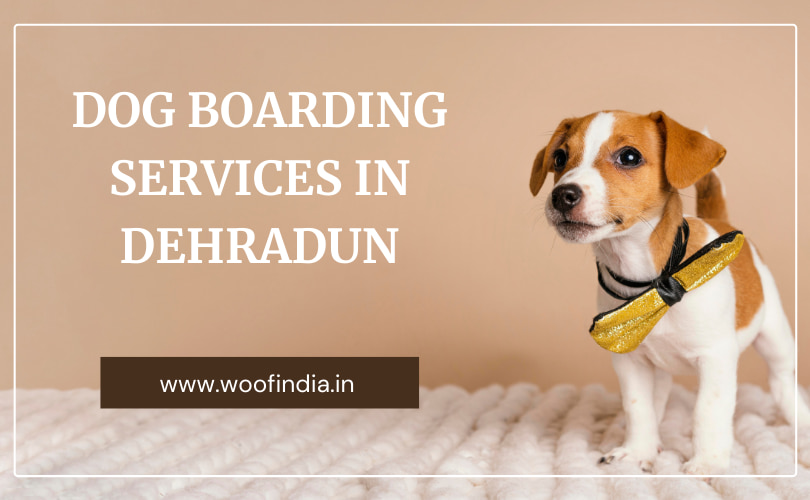 Dog Boarding Services In Dehradun | Woof India