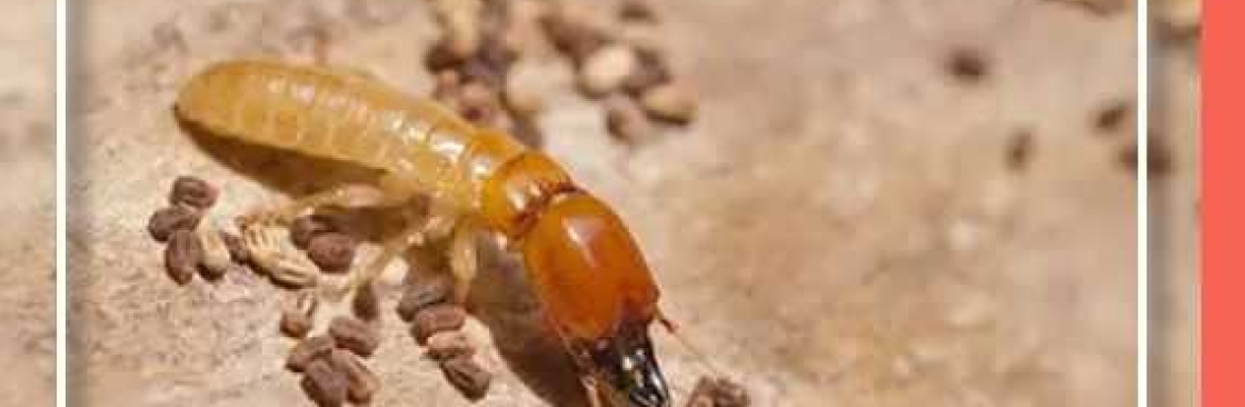 Local Termite Control Adelaide Cover Image