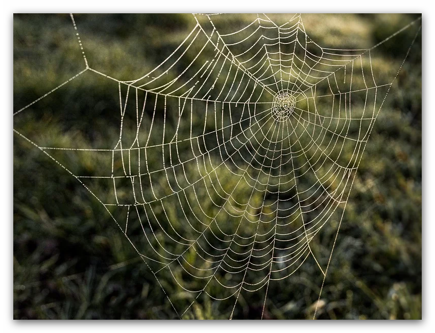 Beast-Spider-Web-destruction… vs… saints + glory. | A Voice in the Wind…
