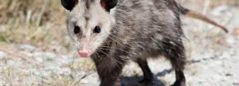 Humane Possum Removal Brisbane Cover Image