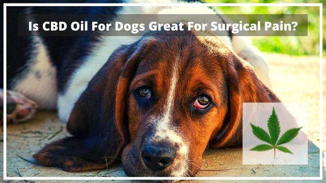 Is CBD Oil For Dogs Great For Surgical Pain?