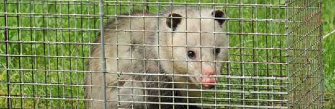 711 Possum Removal Adelaide Cover Image