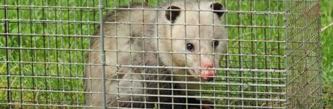 711 Possum Removal Canberra Cover Image