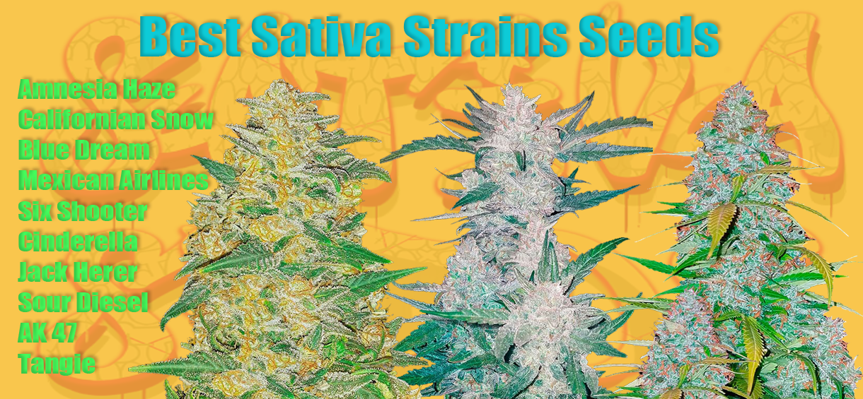Best Sativa Strains Seeds in 2022 by Cannabis-md.com