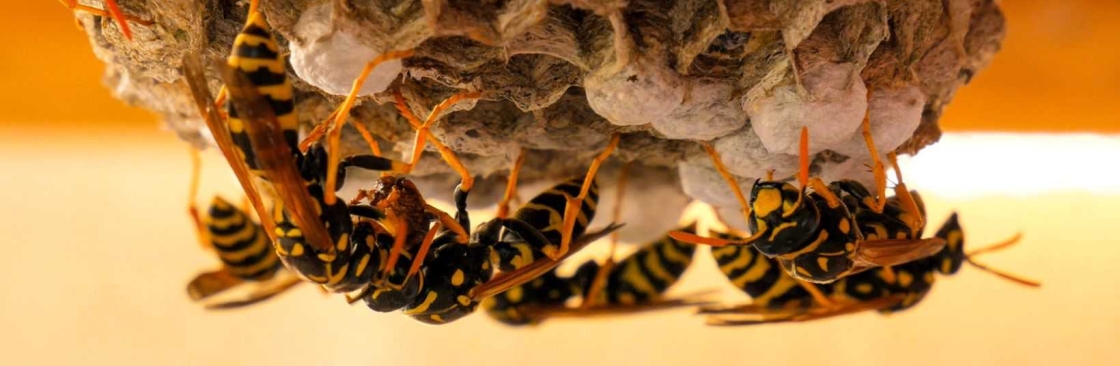 Wasp Removal Adelaide Cover Image