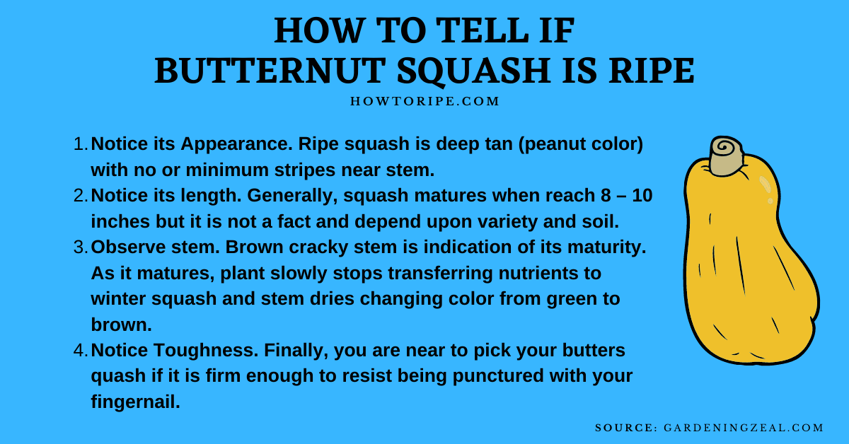 How to Tell if Butternut Squash is Ripe Perfectly? - How To Ripe