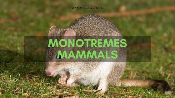 Monotremes Mammals Facts and Description - Mammal Age