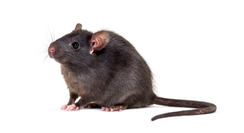 Rodent Removal & Rodent Control Melbourne | RF Pest