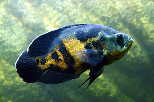 Discover Top Fish Aquarium Shop in Chandigarh And Mohali