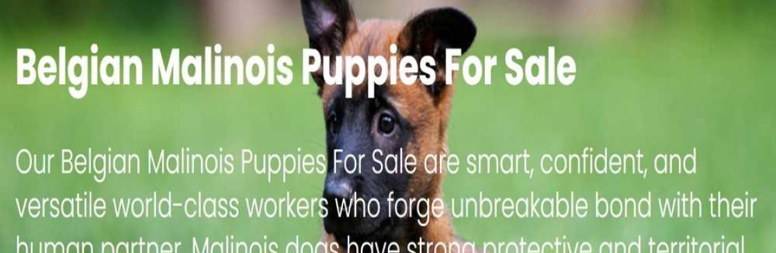 Belgian Malinois Puppies For Sale Cover Image