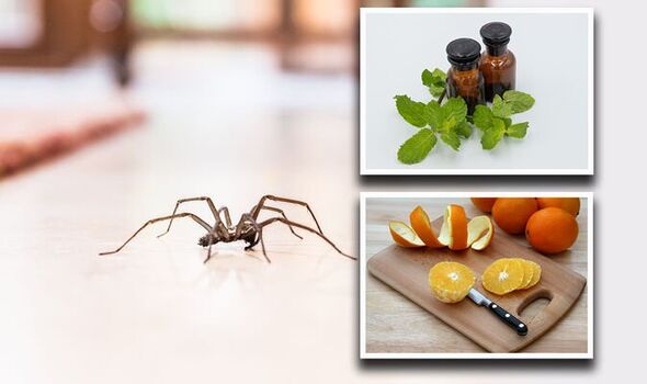 Most Common Natural Methods To Get Rid Of Spiders - WriteUpCafe.com