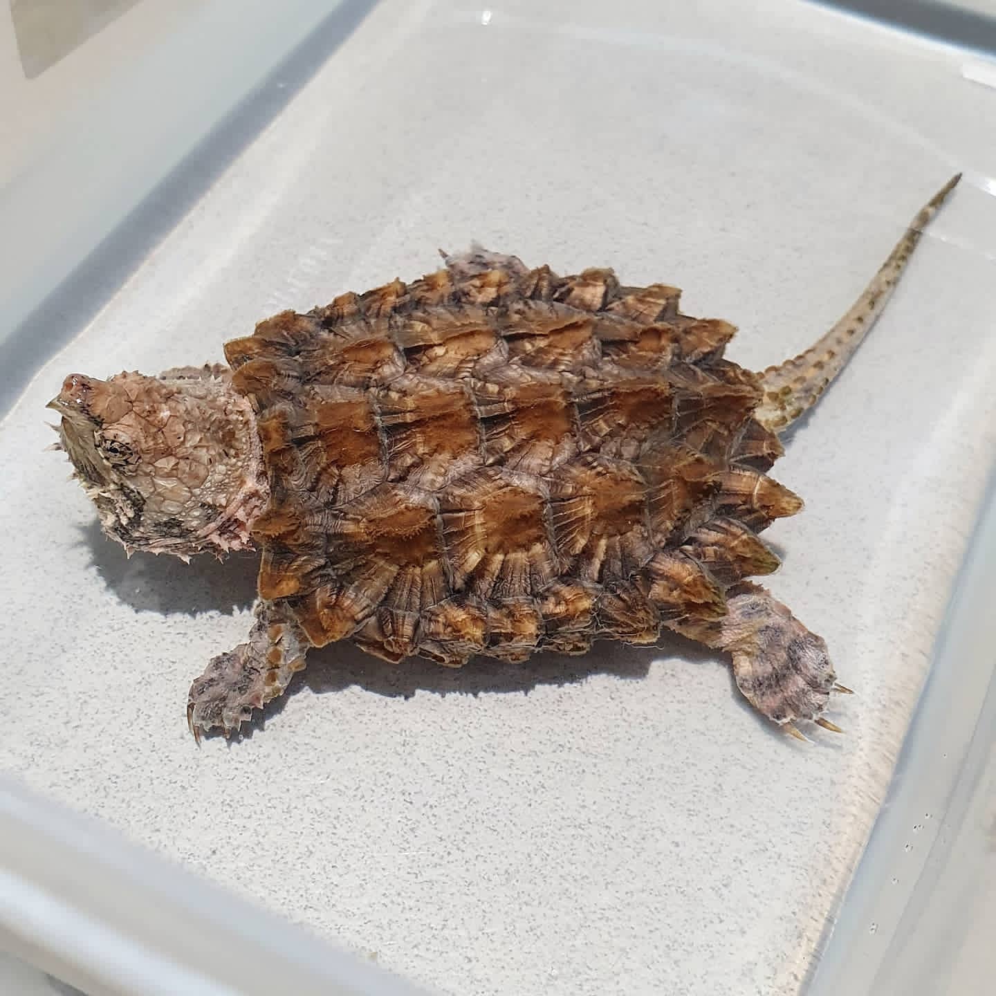 Alligator Snapping Turtle for sale online