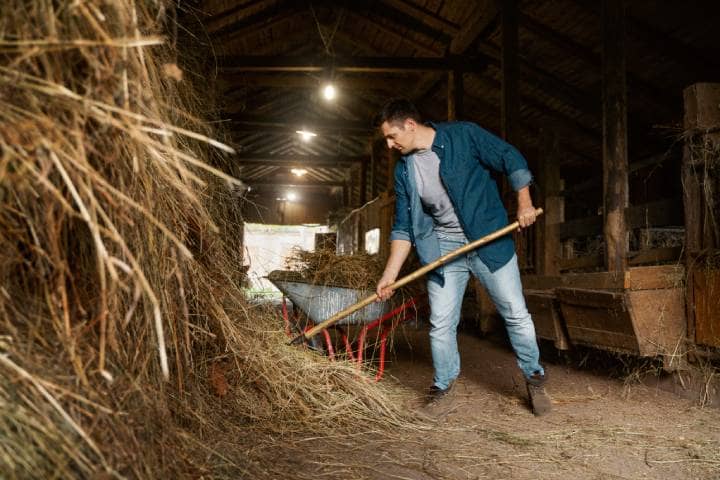 Top-Rated Horse Manure Removal Services Near You | TheAmberPost