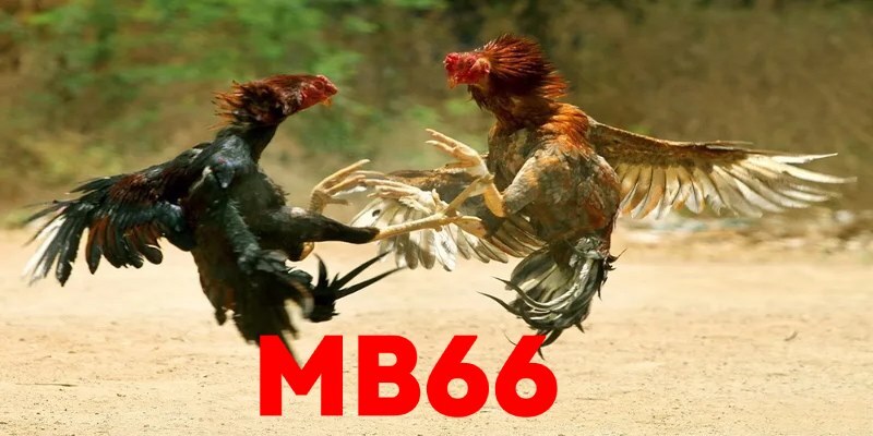 Đá gà MB66 - Sự lựa chọn uy tín và chất lượng hàng đầu